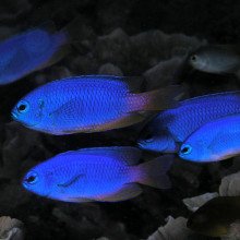 东帝汶的虹雀鲷。