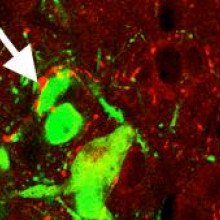 受体下丘脑内源性npy阳性神经元(红色)与移植的eGFP+细胞(绿色)密切相关。共聚焦显微镜显示内源性NPY神经元与…广泛接触的细胞过程(箭头)。