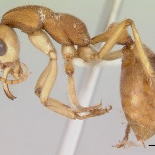 恐龙蚂蚁-巨蚁群(Nothomyrmecia macrops)剖面图