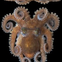 Octopus collected at Lizard Island, Australia, with an ARMS. Photo by Dr. Julian Finn, Museum Victoria