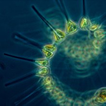 浮游植物——海洋食物链的基础