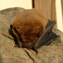 pipistrelus pipistrelus，普通的pipistrelus蝙蝠。