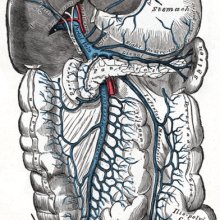 门静脉及其支流。它是成立的by the union of the superior mesenteric vein and splenic vein.