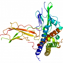 生长激素受体(GHR)蛋白结构。