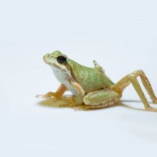 寄生虫引起肢体畸形的合唱蛙。