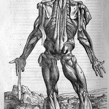 维萨里亚斯(1514-1564)——人体肌肉的蚀刻