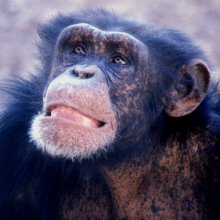 年轻的成年雄性黑猩猩