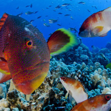 皮特凯恩岛鱼3，©Enric Sala，国家地理