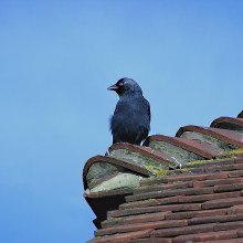 一只鸟栖息在屋顶上