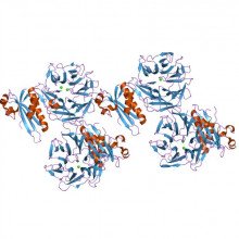 粘菌素N毒素结构