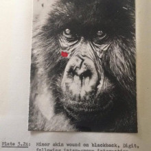 大猩猩的照片数字,从殿的博士Fossey.