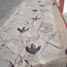 在拉里奥哈发现的恐龙脚印复制品(科学博物馆Logroño)