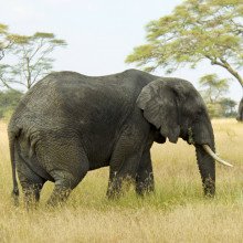 大象有一种预防癌症的基因的额外拷贝。