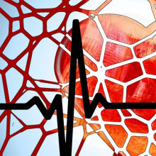 由血管网络和心电图覆盖的卡通心脏