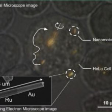 包含几个金钌纳米马达的HeLa细胞的光学显微镜图像。箭头表示纳米马达的轨迹，白色实线表示推进力。在图像中心附近，几个纳米马达组成的主轴…